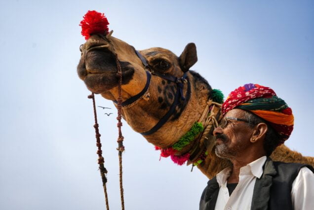 Camel rides in the Agafay Desert and Palmeraie, Marrakech, Morocco, for an unforgettable adventure